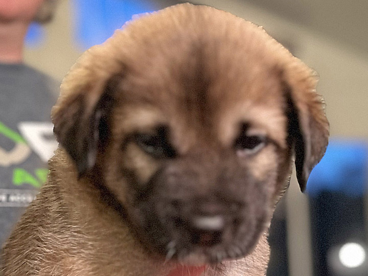 chinook puppy